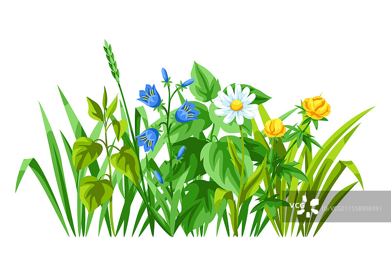 背景中有草地花卉、草药和谷物草。美丽的装饰性春季植物。自然插图。图片素材