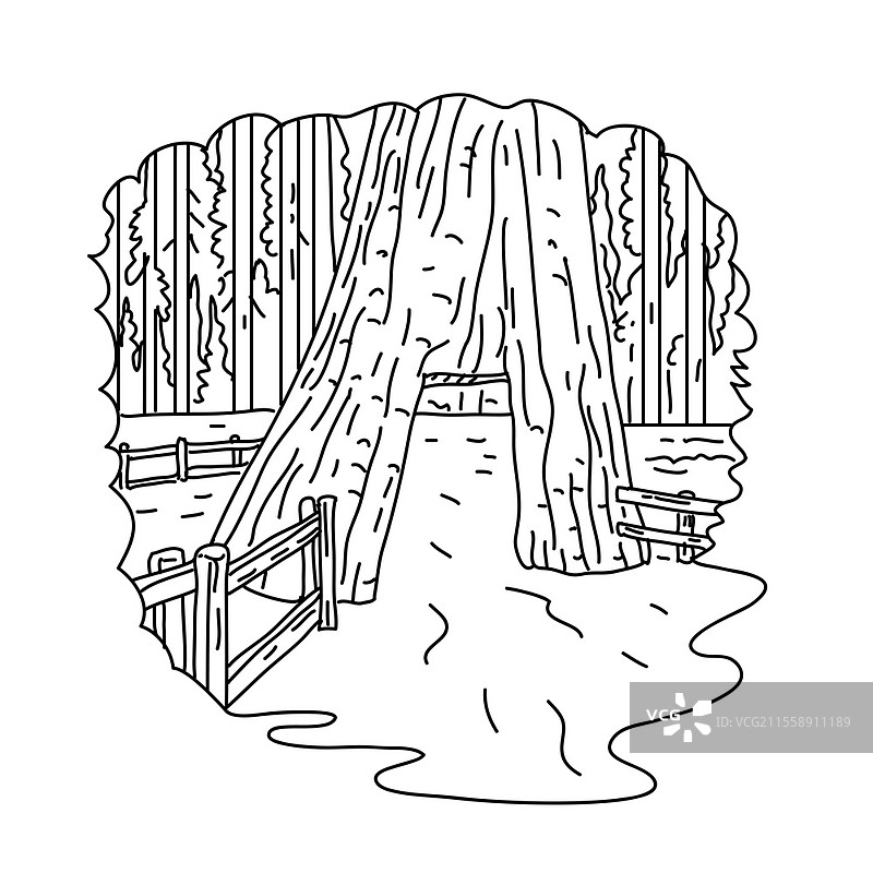 加州隧道树的单线插图，位于加州优胜美地国家公园的马里波萨林区，采用黑白单线艺术风格绘制。图片素材
