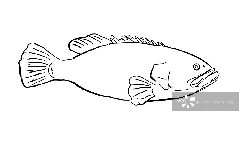 巨型石斑鱼（Epinephelus lanceolatus），昆士兰石斑鱼，条纹石斑鱼或斑驳棕色海鲈，原产于夏威夷及夏威夷群岛的鱼类，黑白背景上的卡通风格线条画，采用半色调点状阴影。巨型石斑鱼（Epinephelus lanceolatus）夏威夷鱼类卡通画黑白版。图片素材