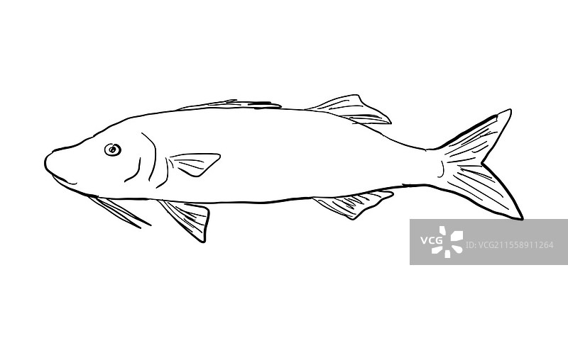 黑白卡通风格的莫阿纳卡利金鞍山羊鱼（Parupeneus cyclostomus），这种鱼是夏威夷及其群岛特有的。图片素材