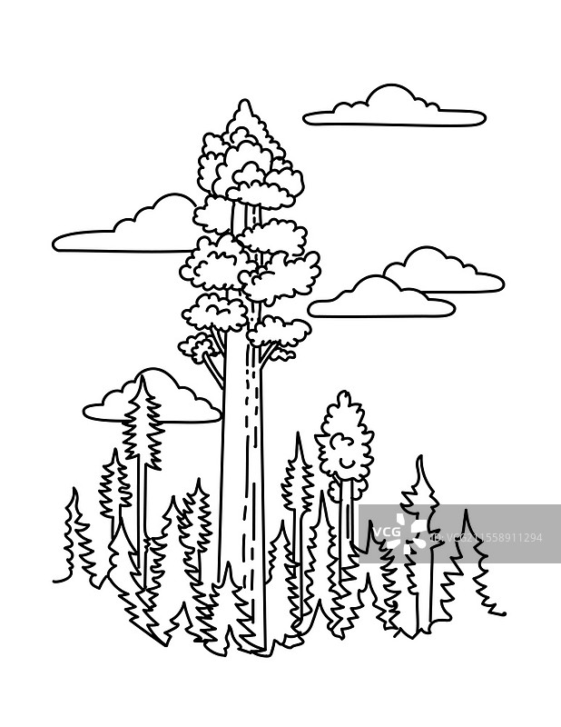 加州塞阔亚国家公园的谢尔曼将军树单线插图，位于南塞拉内华达山脉，采用黑白单线艺术风格绘制。图片素材