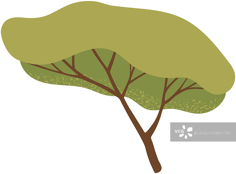 孤独的落叶树，树干粗壮，树叶茂密。高大的植物，枝条广泛分布，绿叶繁茂。粗干的落叶植物。树木的绿色叶子，孤立在白色背景上。落叶树，树干粗壮，树叶茂密。高大的植物，枝条广泛分布，绿叶繁茂。图片素材