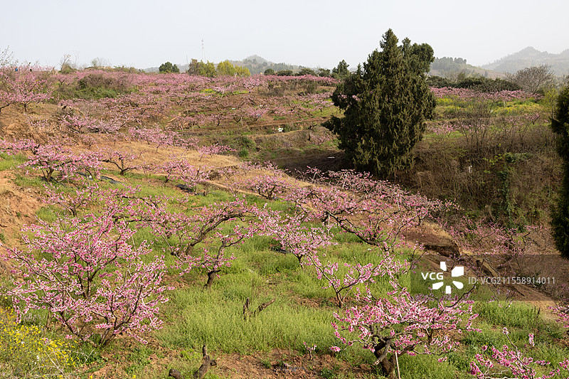 中国四川成都宝狮湖龙泉桃花绽放，大自然万物复苏生长季节，繁花似锦美不胜收，户外田野耕地种植美景图片素材