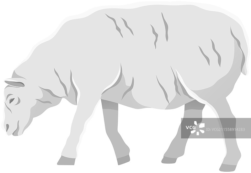 白色羊，家畜。带毛的小羊，反刍哺乳动物矢量插图。农业、畜牧业和牲畜繁殖。用于肉类和羊毛生产的驯化农场羊。白色羊，家畜，用于肉类和羊毛生产。农业和牲畜繁殖。图片素材