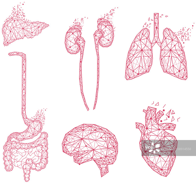 由红色线条和点构成的多边形人类器官集合。人体医学研究，创新方法概念。解剖学，身体系统的诊断。大脑、肾脏、肝脏、肺、胃、心脏。由红色线条和点构成的多边形人类器官集合。解剖学，身体系统的诊断。图片素材