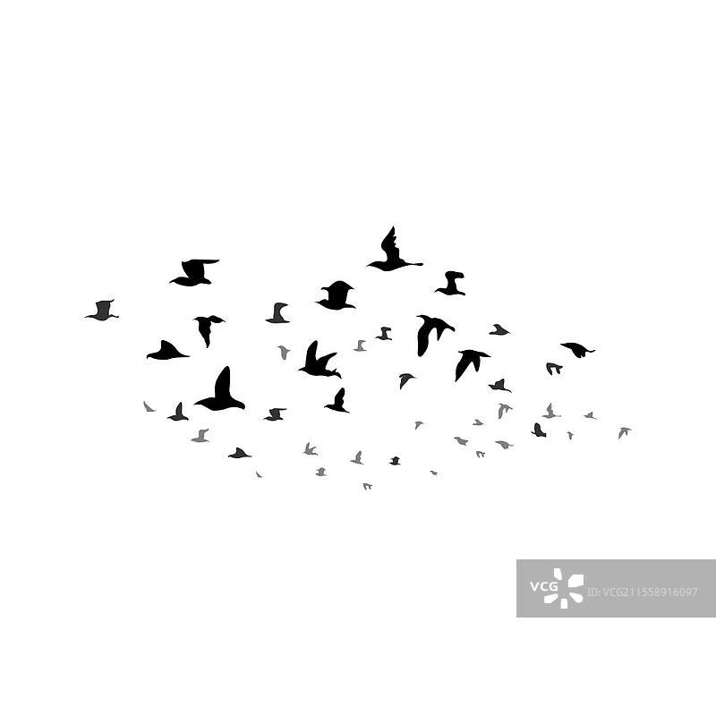 一群鸟在飞翔。矢量插图图片素材