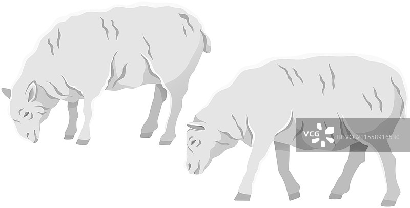 白色羊，家畜。带毛的小羊，反刍哺乳动物矢量插图。农业、畜牧业和牲畜繁殖。用于肉类和羊毛生产的驯化农场羊。白色羊，家畜，用于肉类和羊毛生产。农业和牲畜繁殖。图片素材