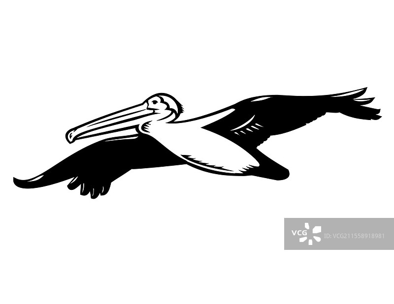 复古木刻风格插图，描绘加利福尼亚棕鹈鹕（Pelecanus occidentalis californicus），一种水鸟，在黑白孤立背景中高飞。图片素材