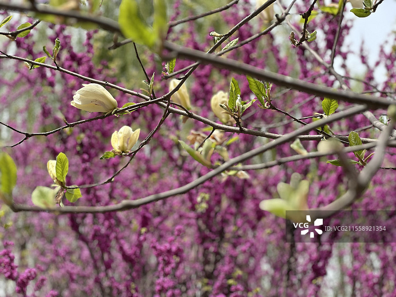 玉兰（西北大学长安校区内）图片素材