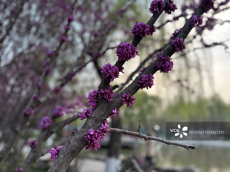 紫荆（西北大学长安校区）图片素材