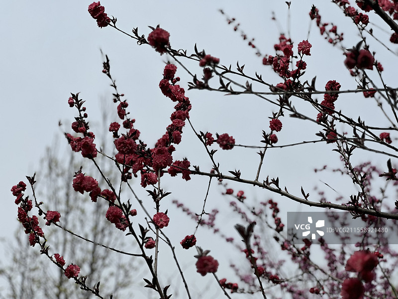 红叶碧桃（西北大学长安校区）图片素材
