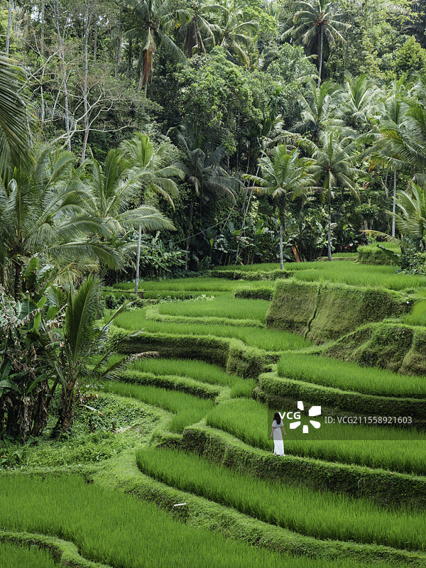 巴厘岛稻田图片素材