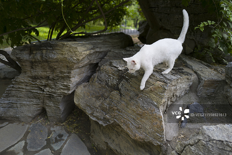 灵猫出洞图片素材