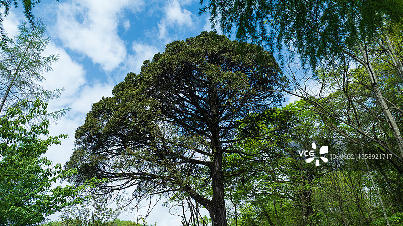 重庆市开州区植物界的大熊猫-崖柏（崖柏王）图片素材