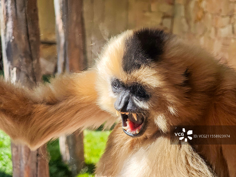 金颊长臂猿的咆哮瞬间图片素材