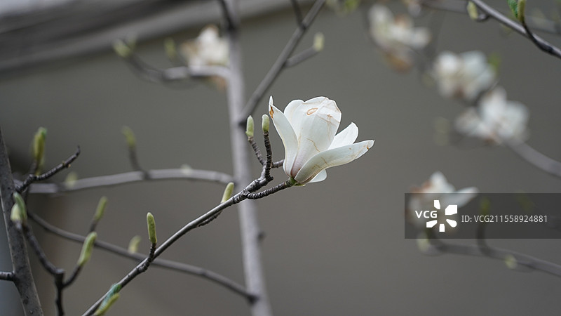 盛开的白色玉兰花图片素材