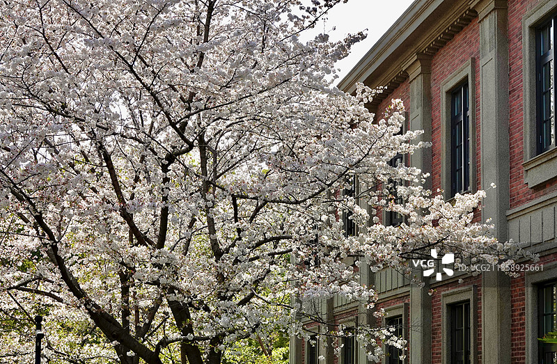 上海瑞金洲际酒店历史建筑与樱花图片素材