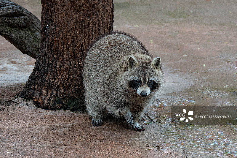 浣熊 杭州野生动物世界图片素材