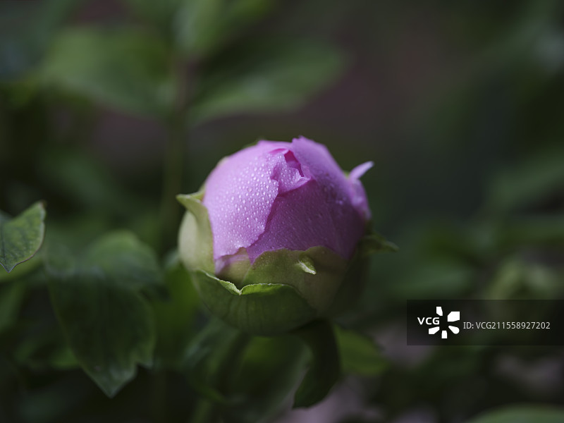 江南韵·齐鲁情”首届杭菏双城牡丹精品展图片素材