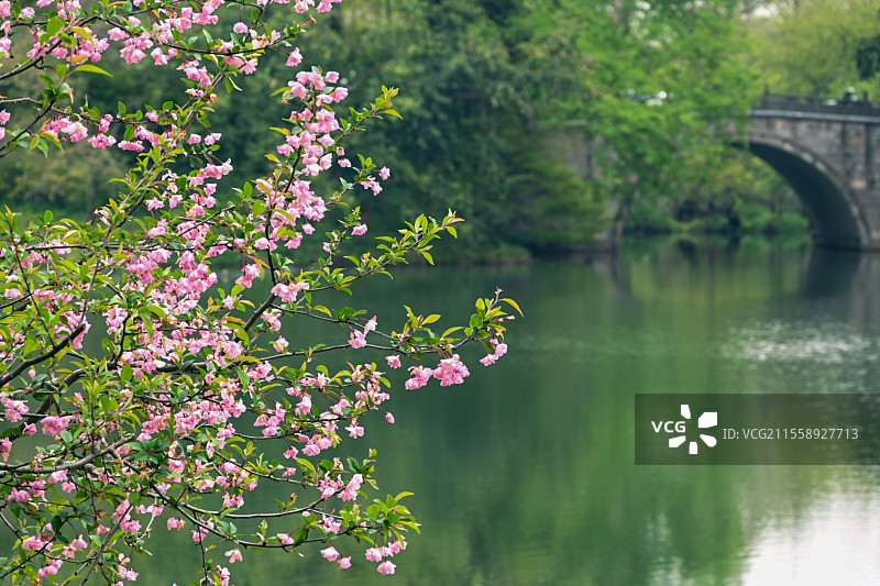 杭州西湖乌龟潭海棠在水边盛开绿意盎然图片素材
