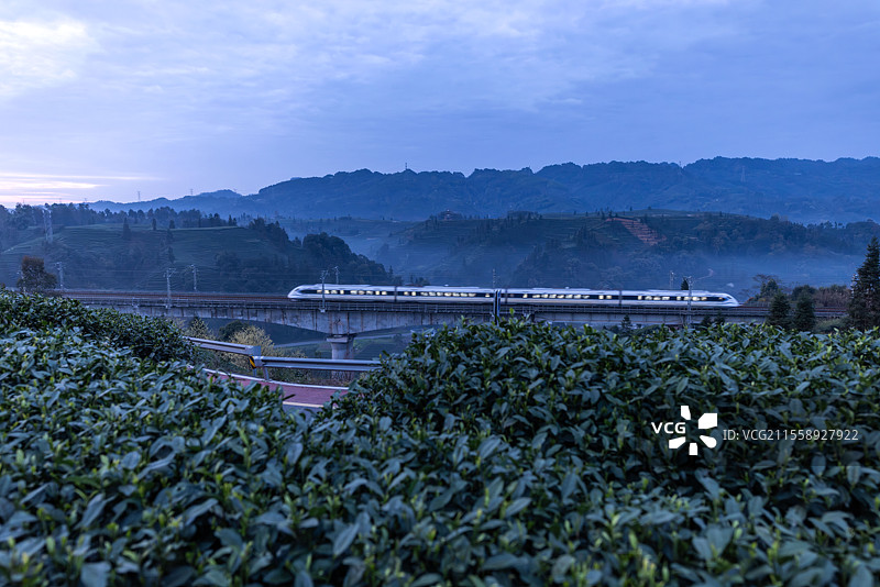 蒙顶山茶园风光图片素材