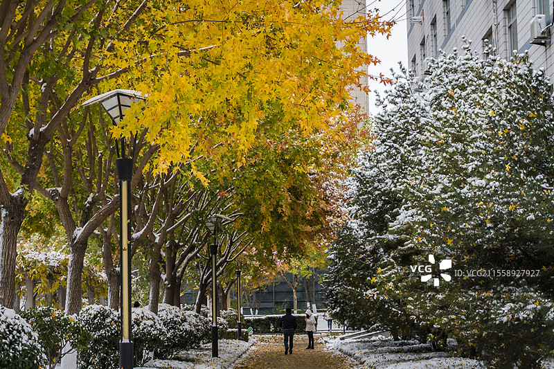 雪与红叶图片素材