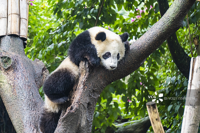 大熊猫图片素材