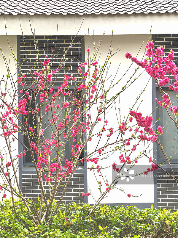 窗前桃花始盛开图片素材