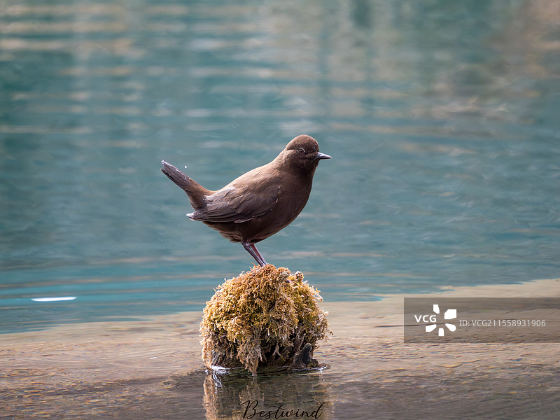 褐河乌图片素材