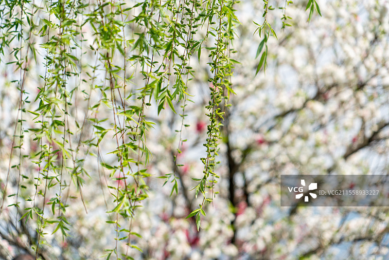 杭州西湖四月天3图片素材