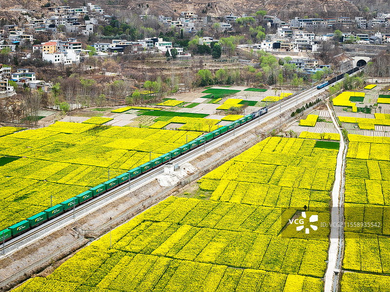 一整列集装箱列车穿过油菜花田图片素材
