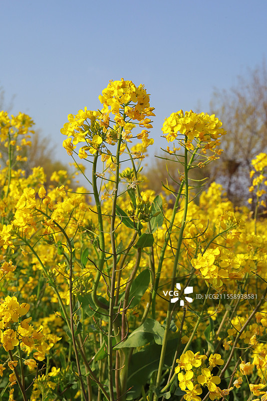金黄是土地写给天空的情诗，字字热烈，页页生辉图片素材