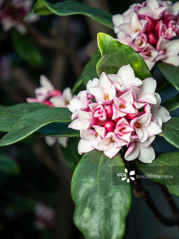 盛开的瑞香花图片素材
