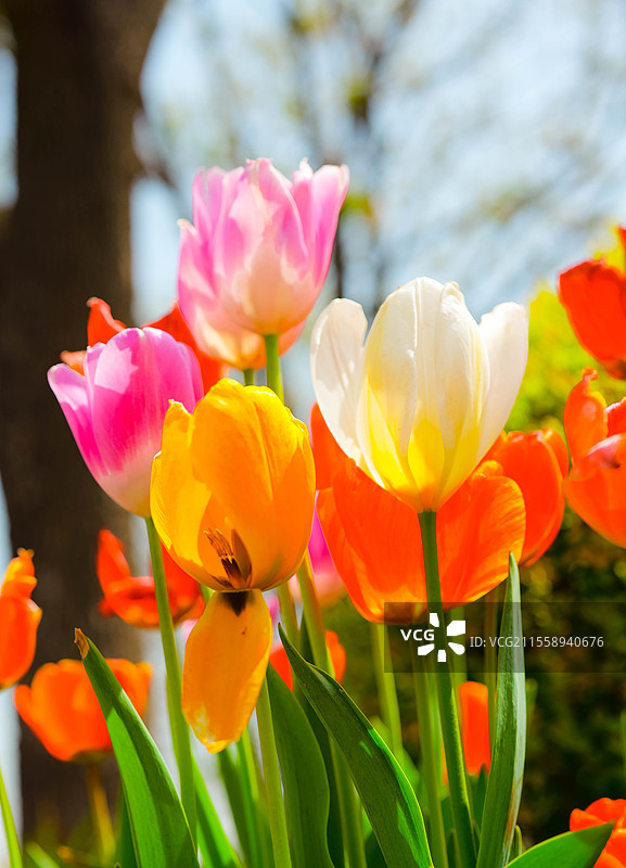多色郁金香混种图片素材
