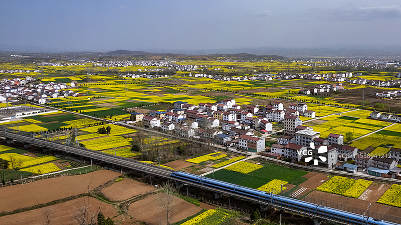 陕西汉中洋县春季高铁穿过油菜花海图片素材