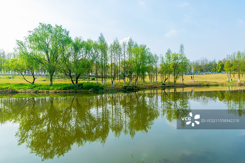 春天路边的绿色树木图片素材