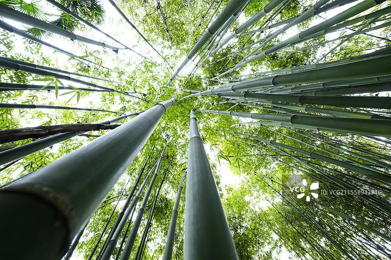 竹图片素材