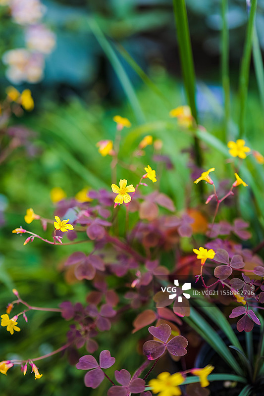 美丽的酢浆草黄色小花图片素材