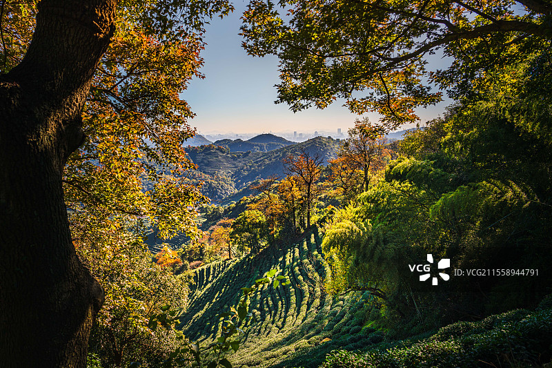 杭州西湖龙井村秋色图片素材