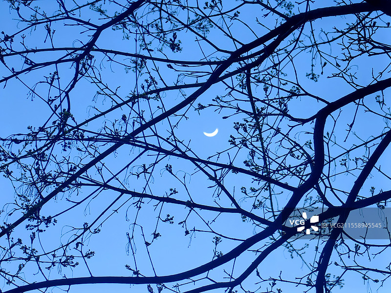 枝与弯月图片素材