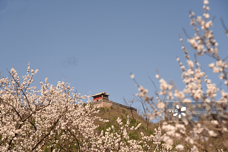 鸟浪掠过春花掩映的居庸关箭楼图片素材