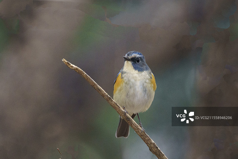 红肋蓝尾鸲图片素材