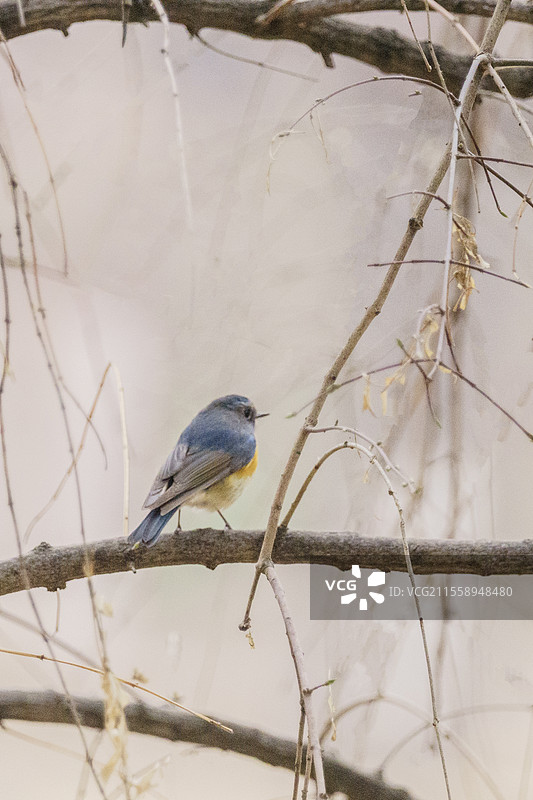 红肋蓝尾鸲图片素材
