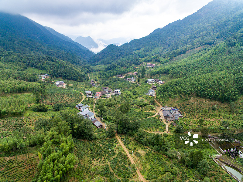 航拍武夷山桐木麻粟村云雾中的正山小种老枞红茶山场森林茶园图片素材