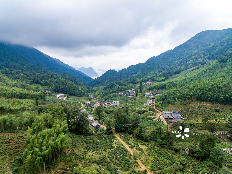 航拍武夷山桐木麻粟村云雾中的正山小种老枞红茶山场森林茶园图片素材