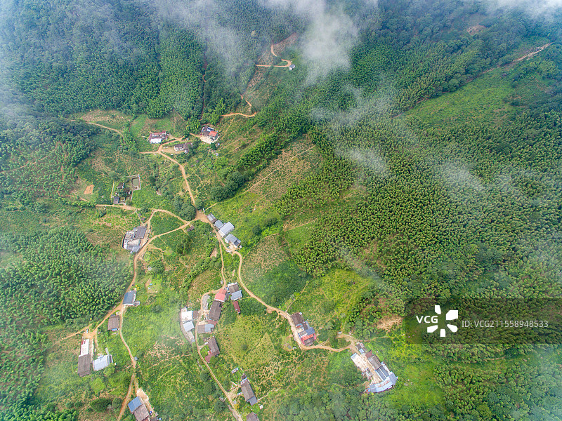 航拍武夷山桐木麻粟村云雾中的正山小种老枞红茶山场森林茶园图片素材