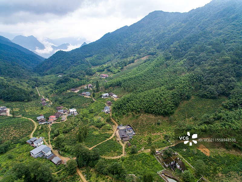 航拍武夷山桐木麻粟村云雾中的正山小种老枞红茶山场森林茶园图片素材