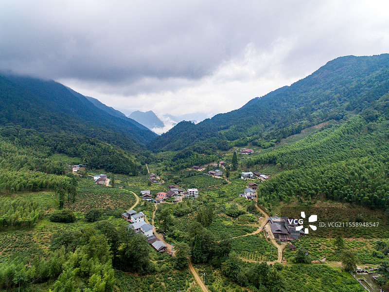 航拍武夷山桐木麻粟村云雾中的正山小种老枞红茶山场森林茶园图片素材