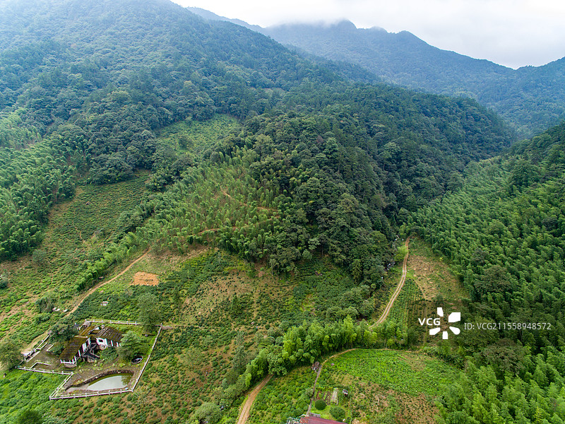 航拍武夷山桐木麻粟村云雾中的正山小种老枞红茶山场森林茶园图片素材