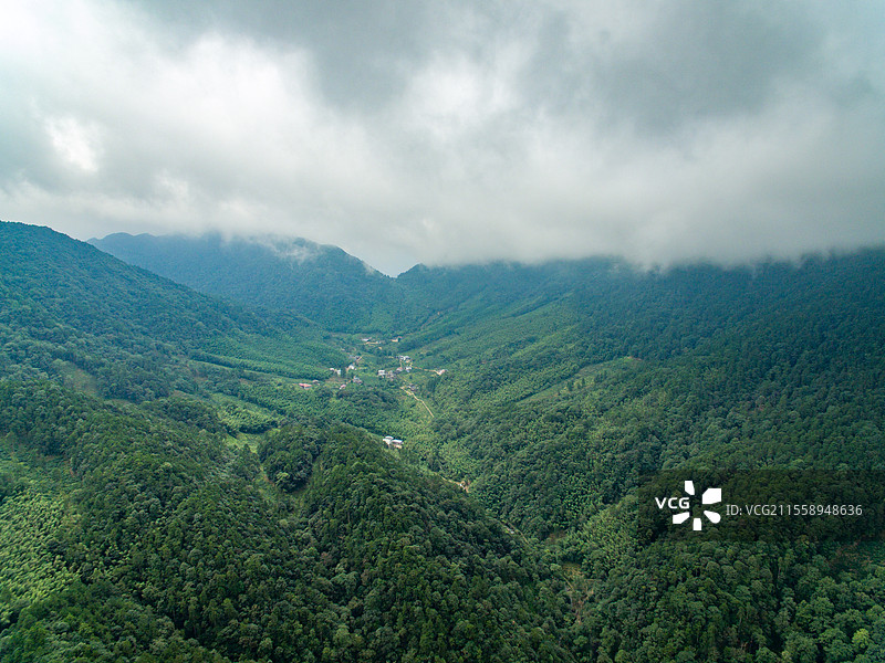 航拍武夷山桐木麻粟村云雾中的正山小种老枞红茶山场森林茶园图片素材